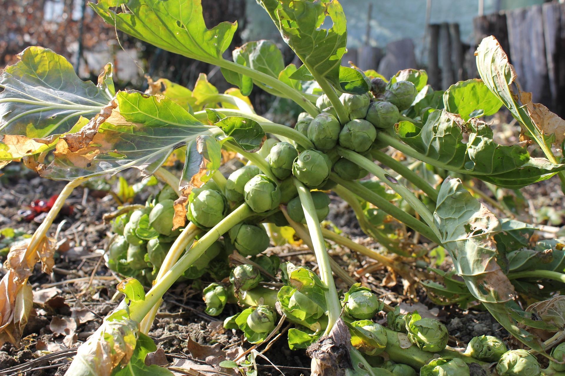 uploads/images/Brussels Sprouts 283807_1920