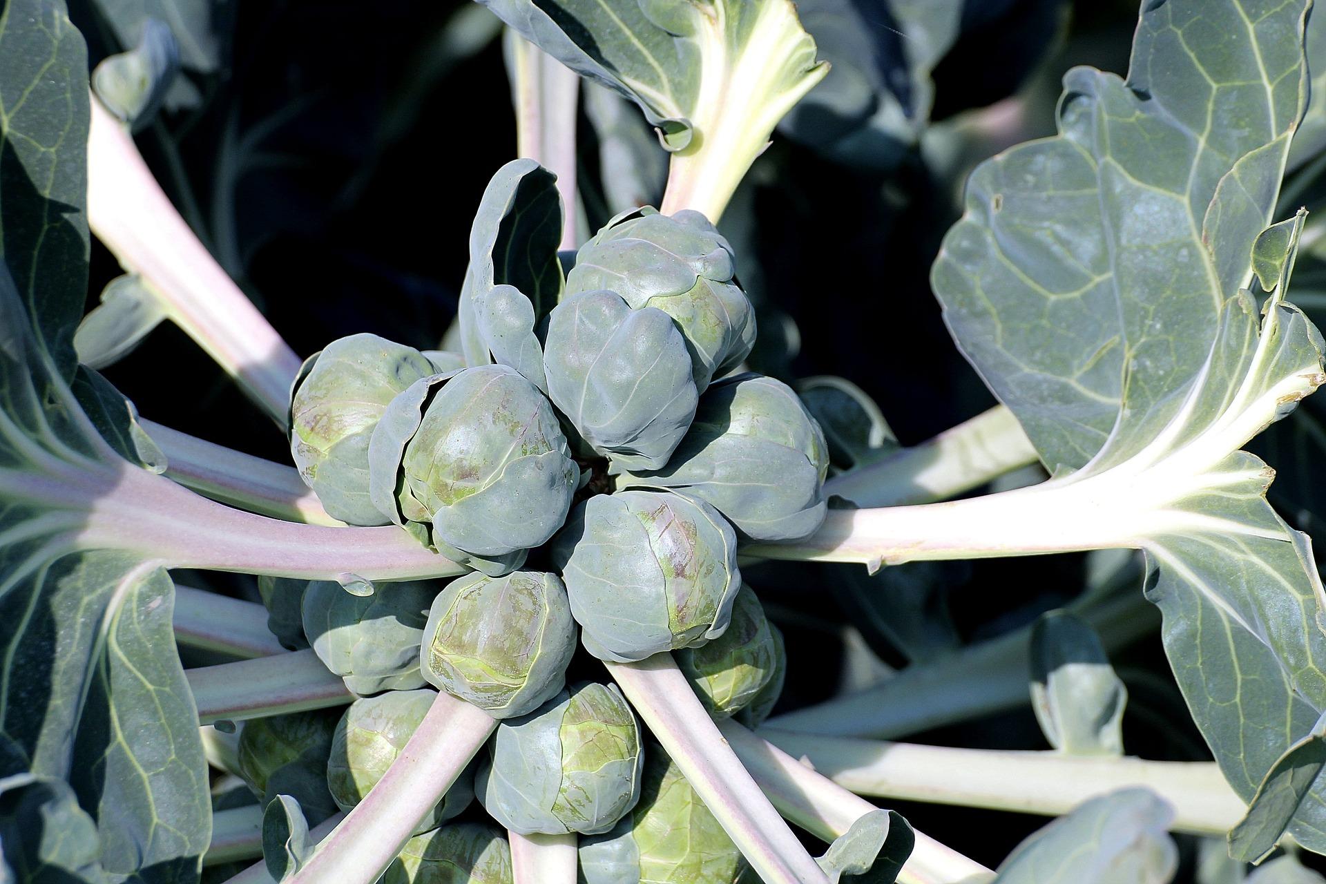 uploads/images/Brussels Sprouts 455967_1920