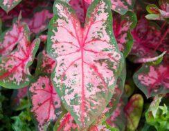 uploads/images/Caladium Carolyn Whorton Center Top 244x190