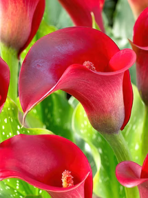 uploads/images/Calla_lily_california_red 1_215x287_crop_center
