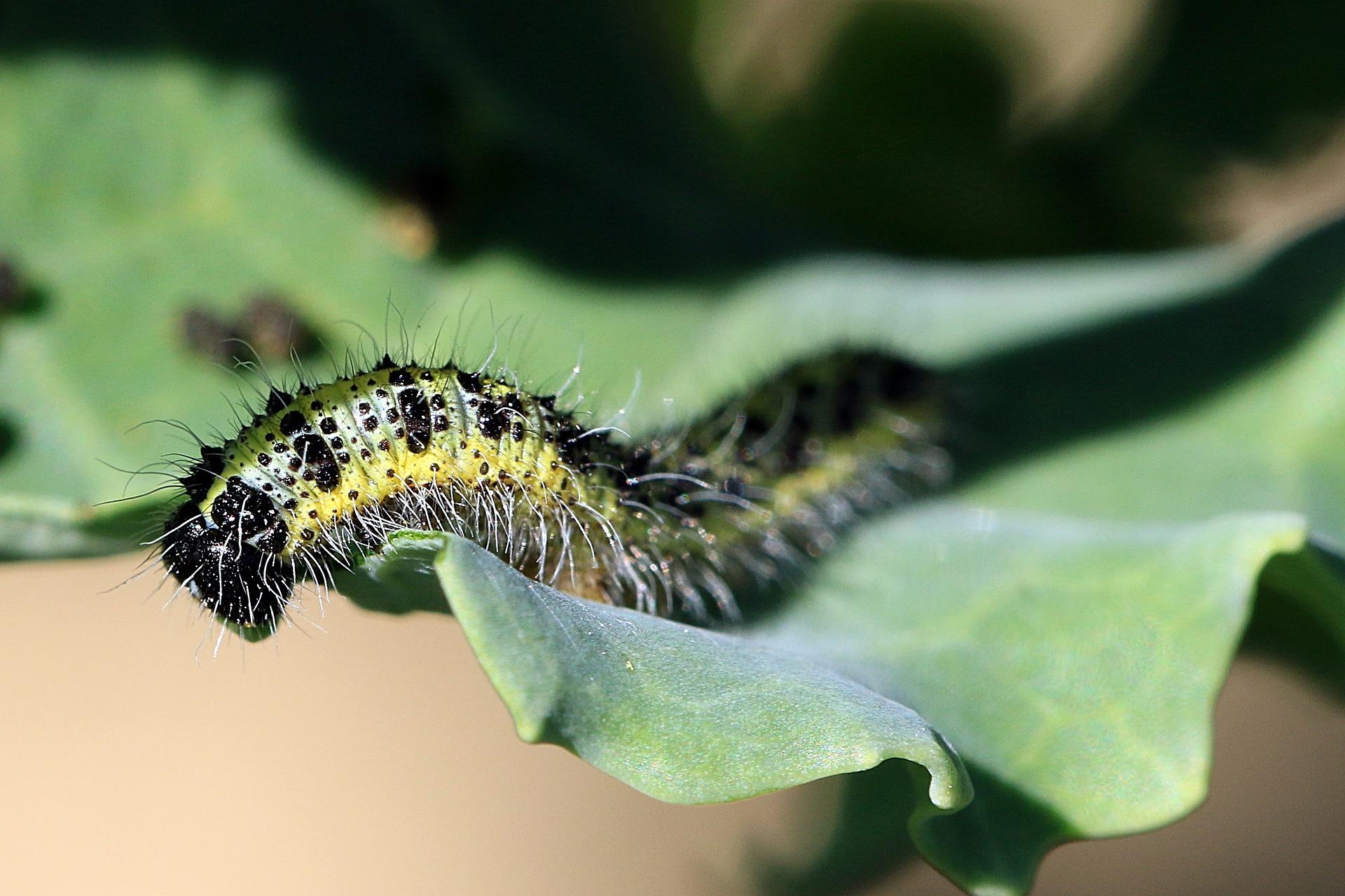 caterpillar 1986936_1920