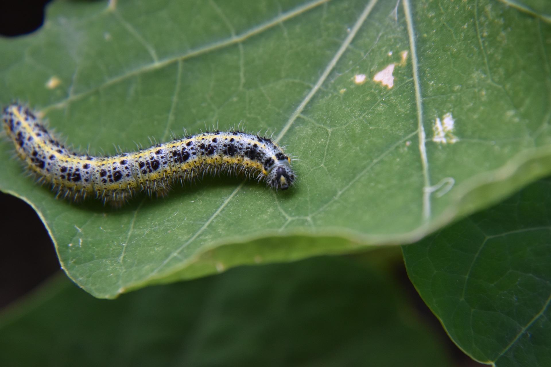 caterpillar 6560747_1920