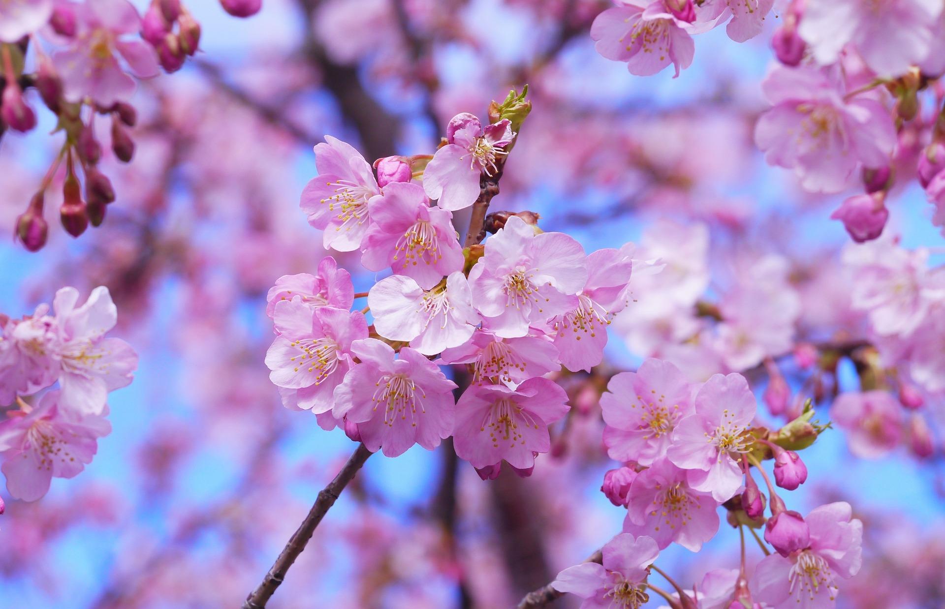 cherry blossoms 1317308_1920