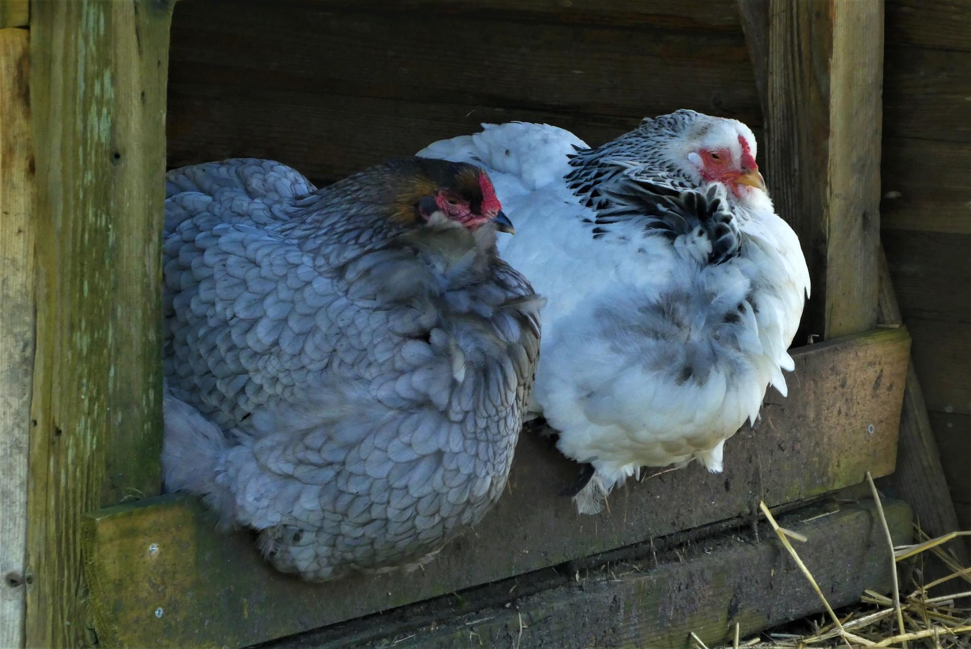 uploads/images/Chickens 4962024_1920