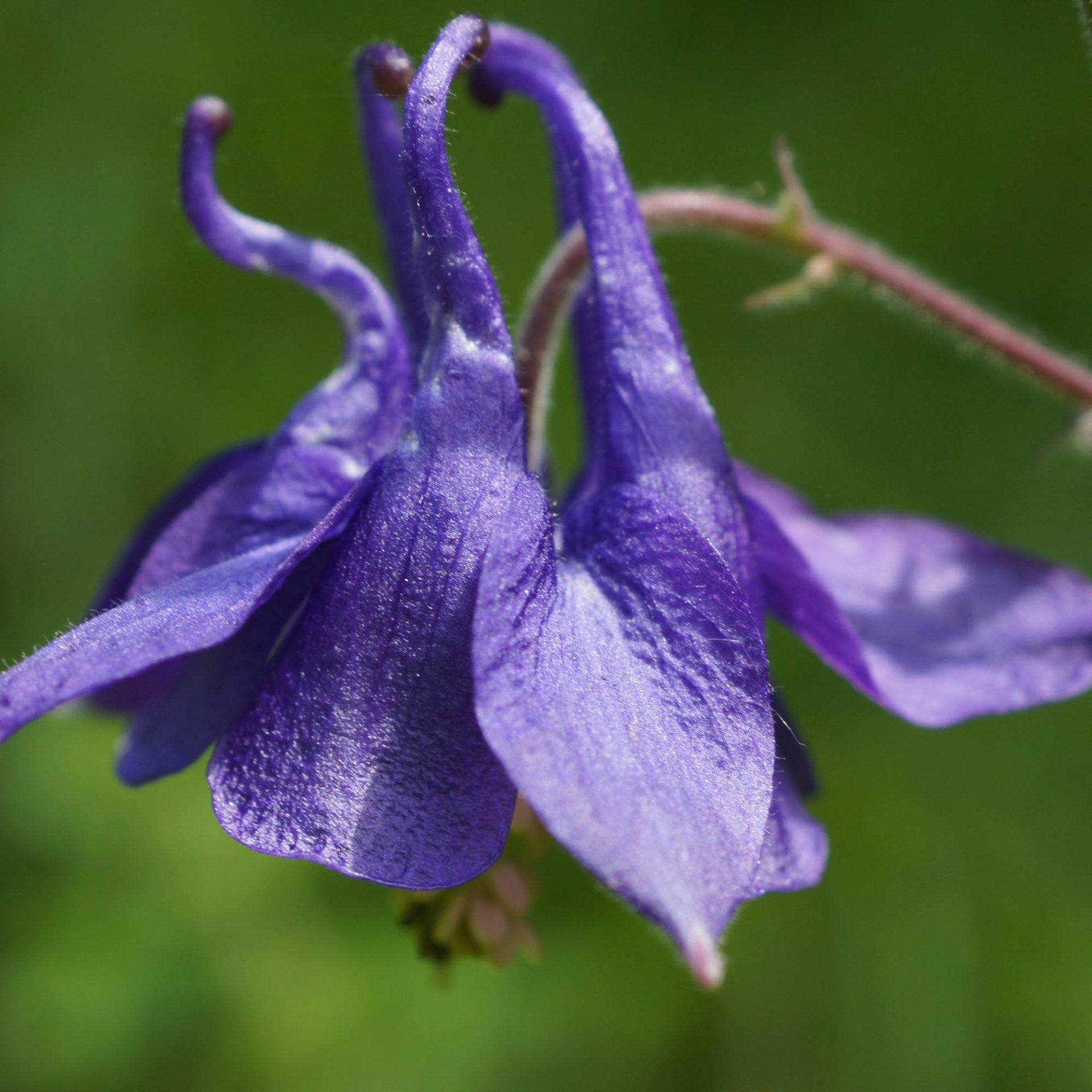 uploads/images/Columbine Square