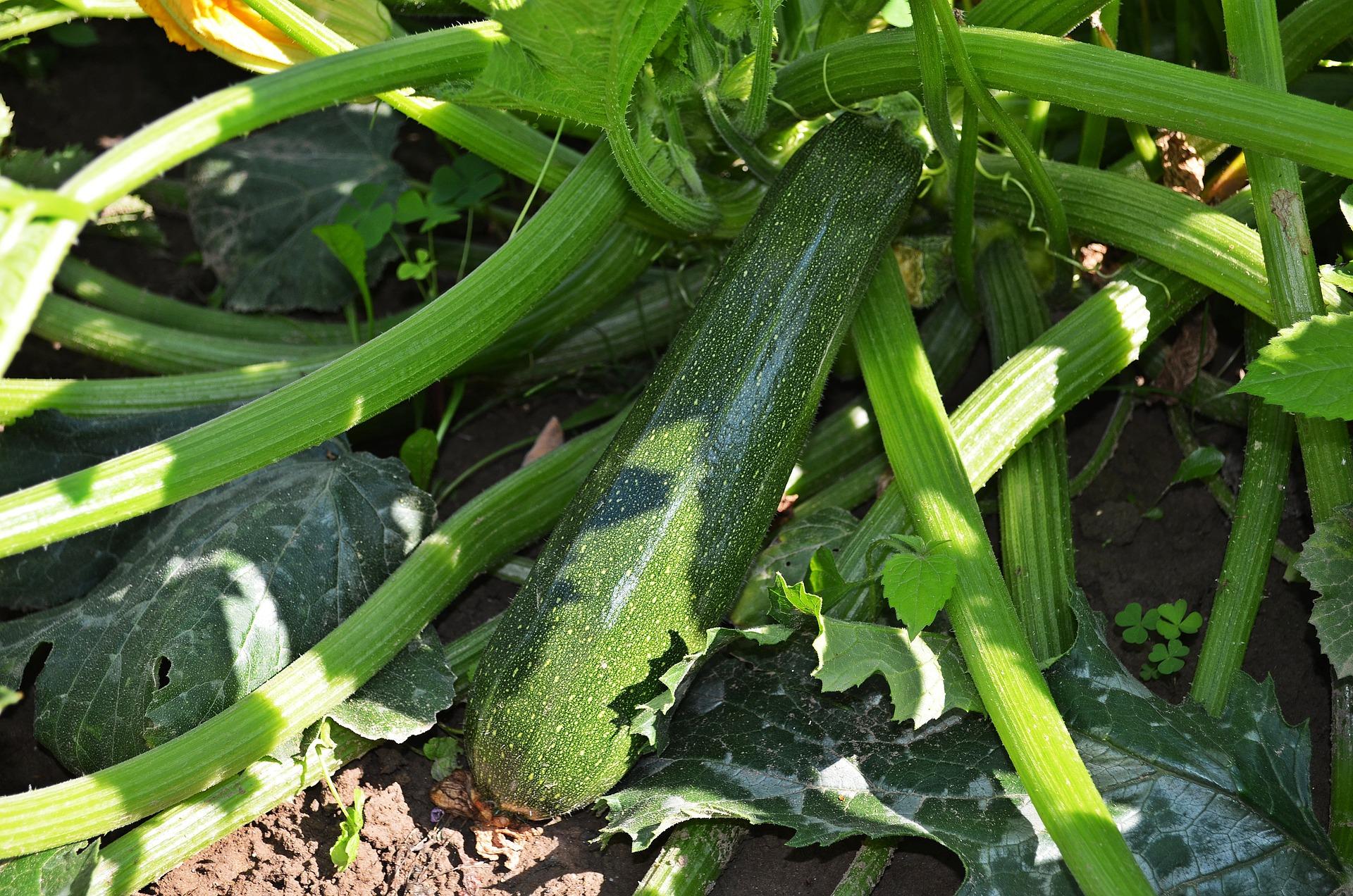 uploads/images/Courgette 847094_1920