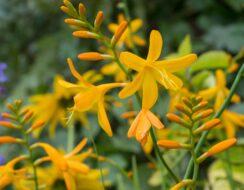 uploads/images/Crocosmia George Davison Center Top 244x190