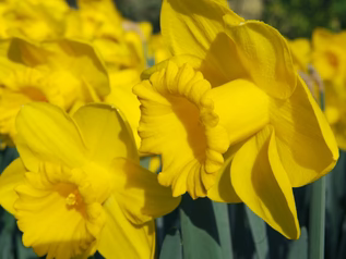 daffodil_dutch_master_317x238_crop_center