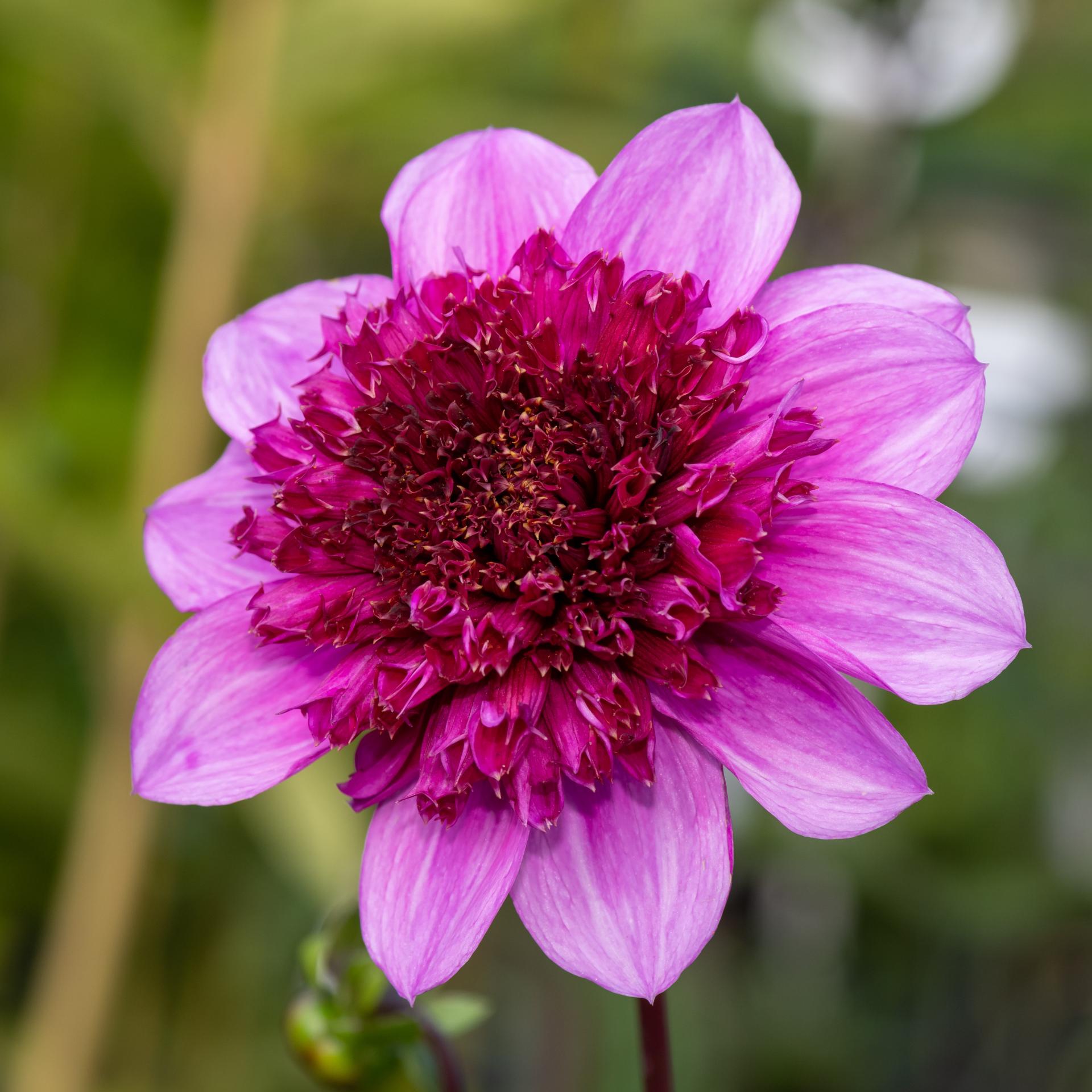 uploads/images/Dahlia Blue Bayou Ss Square 