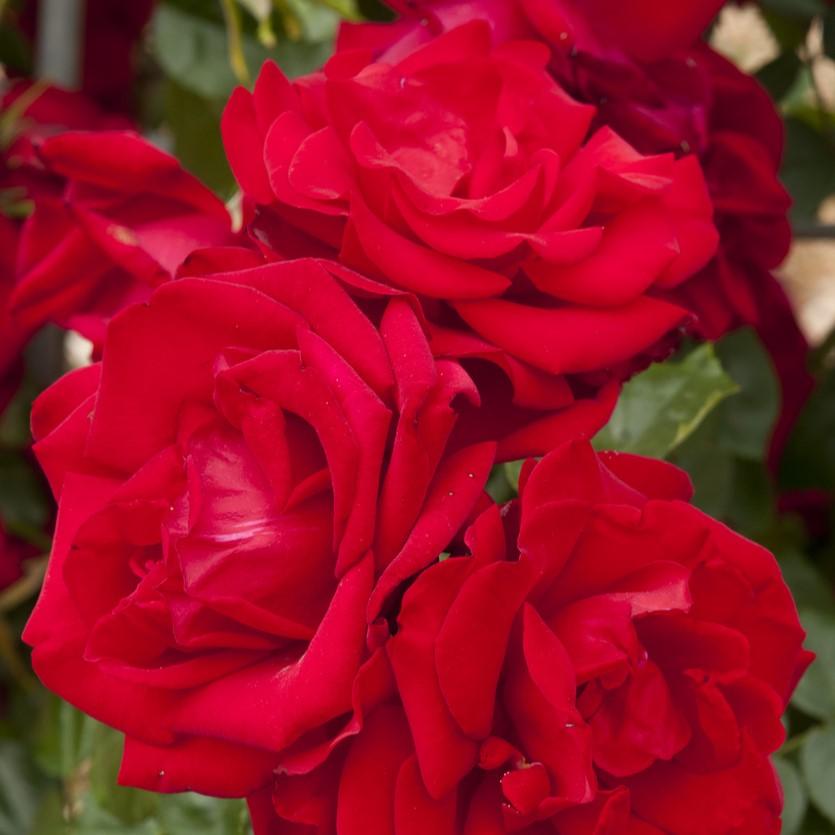 dublin bay square rose 