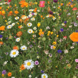 uploads/images/Free Bee Saving Wildflower Seeds 300x300