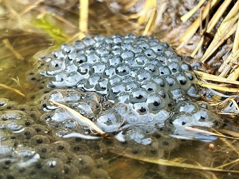 frogs spawn