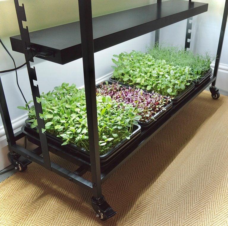 uploads/images/G289 High Rise Light Garden With Plants 1