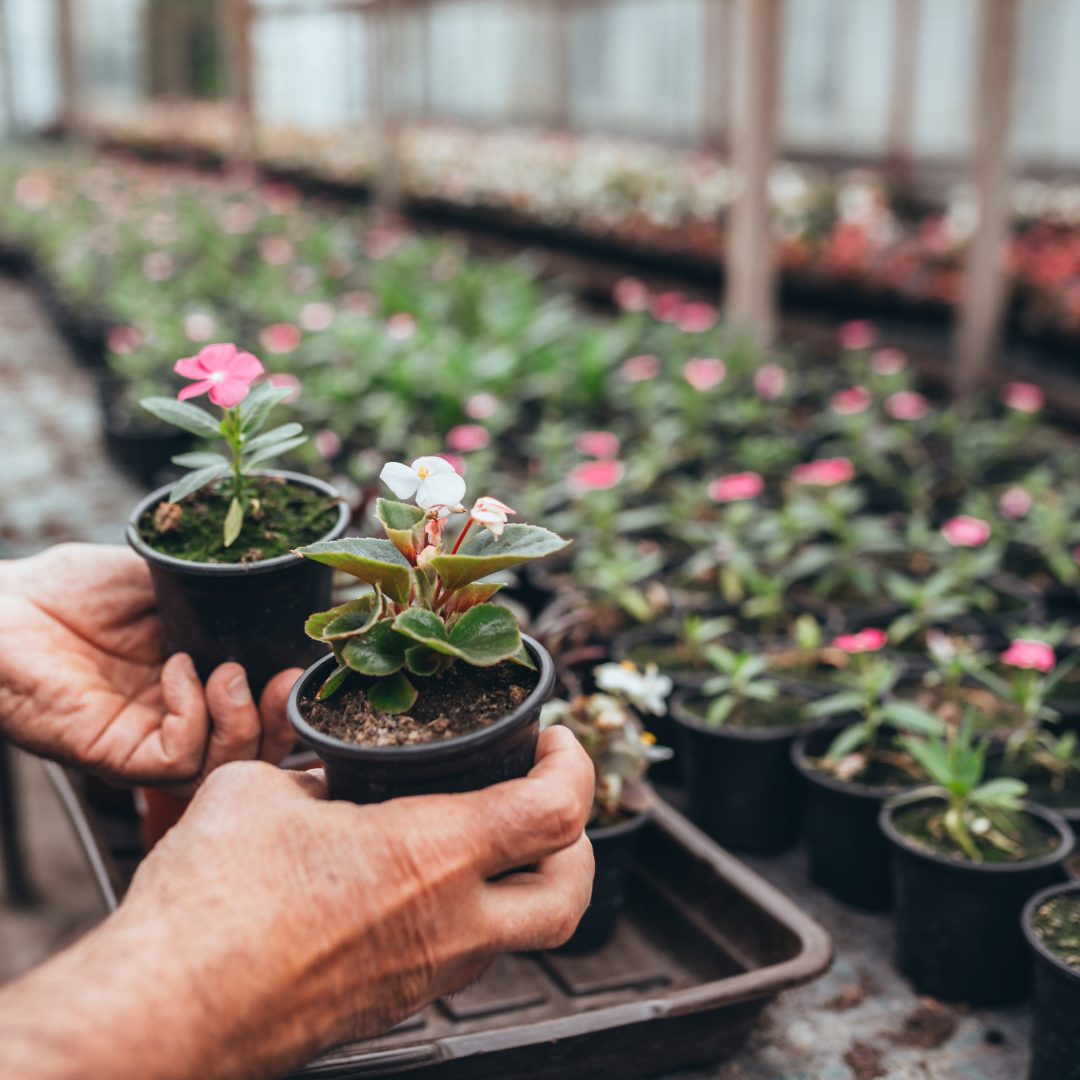 uploads/images/Gc Hands and Pot