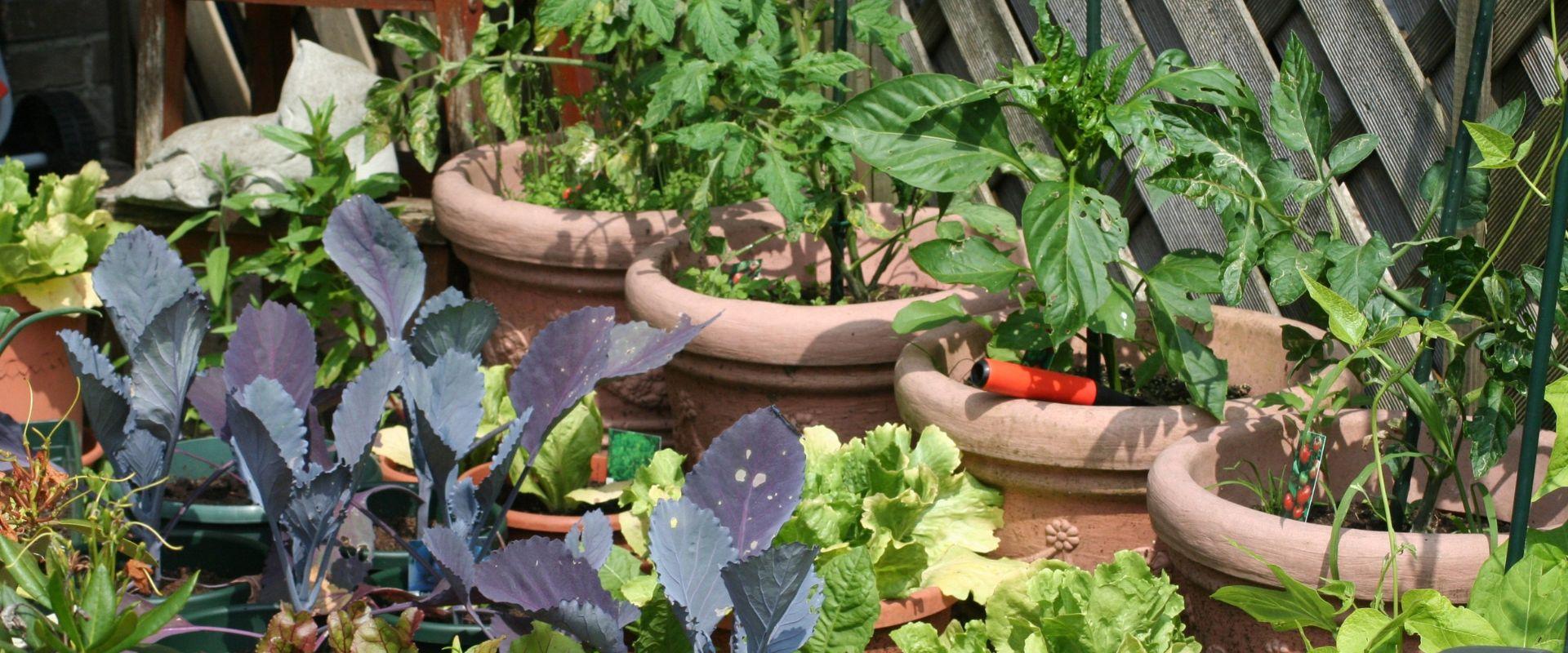 uploads/images/Grow Your Own Allotment Online