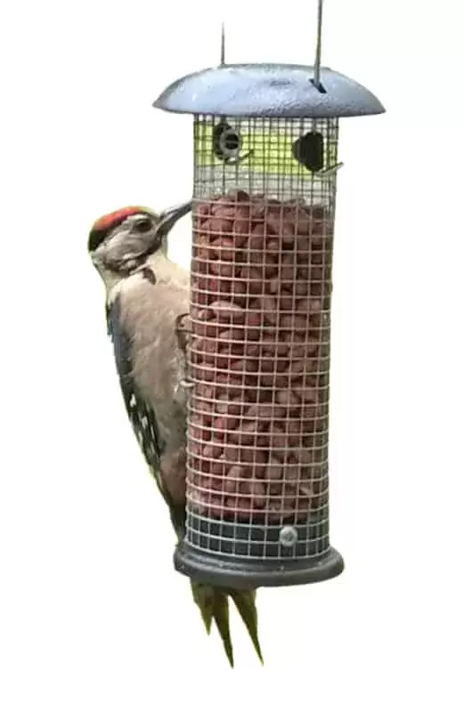 hedgebuddies woodpecker left