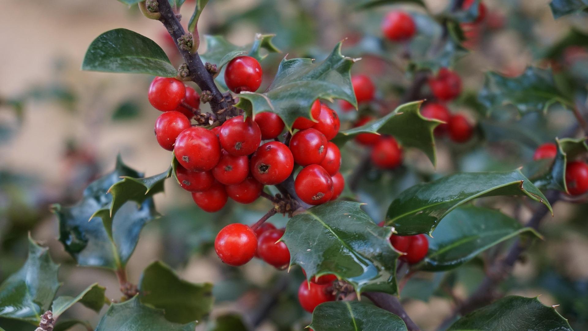 uploads/images/Holly Tree 1030595_1920
