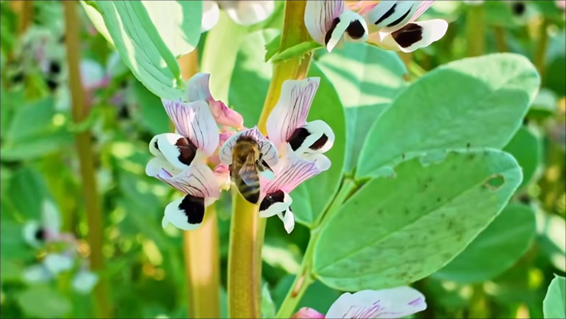 uploads/images/Honey Bee On Broad Bean Flower