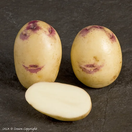 kestrel potato seed