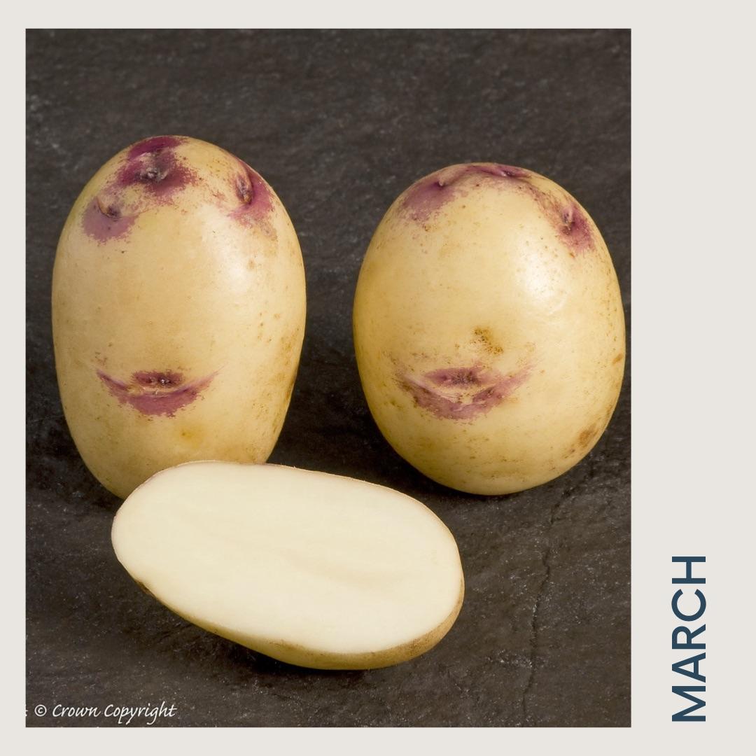 uploads/images/Kestrel Potatoes
