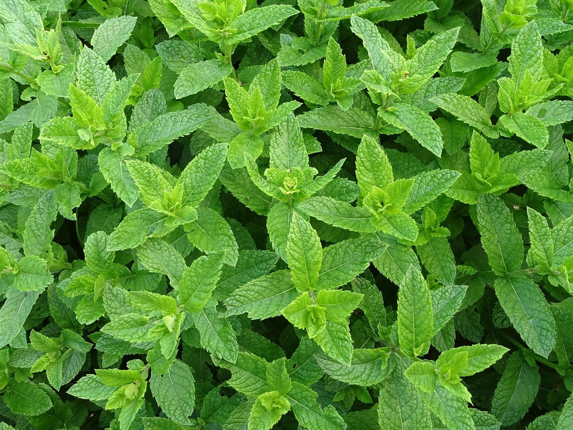 uploads/images/Moroccan Mint 2396530_1920