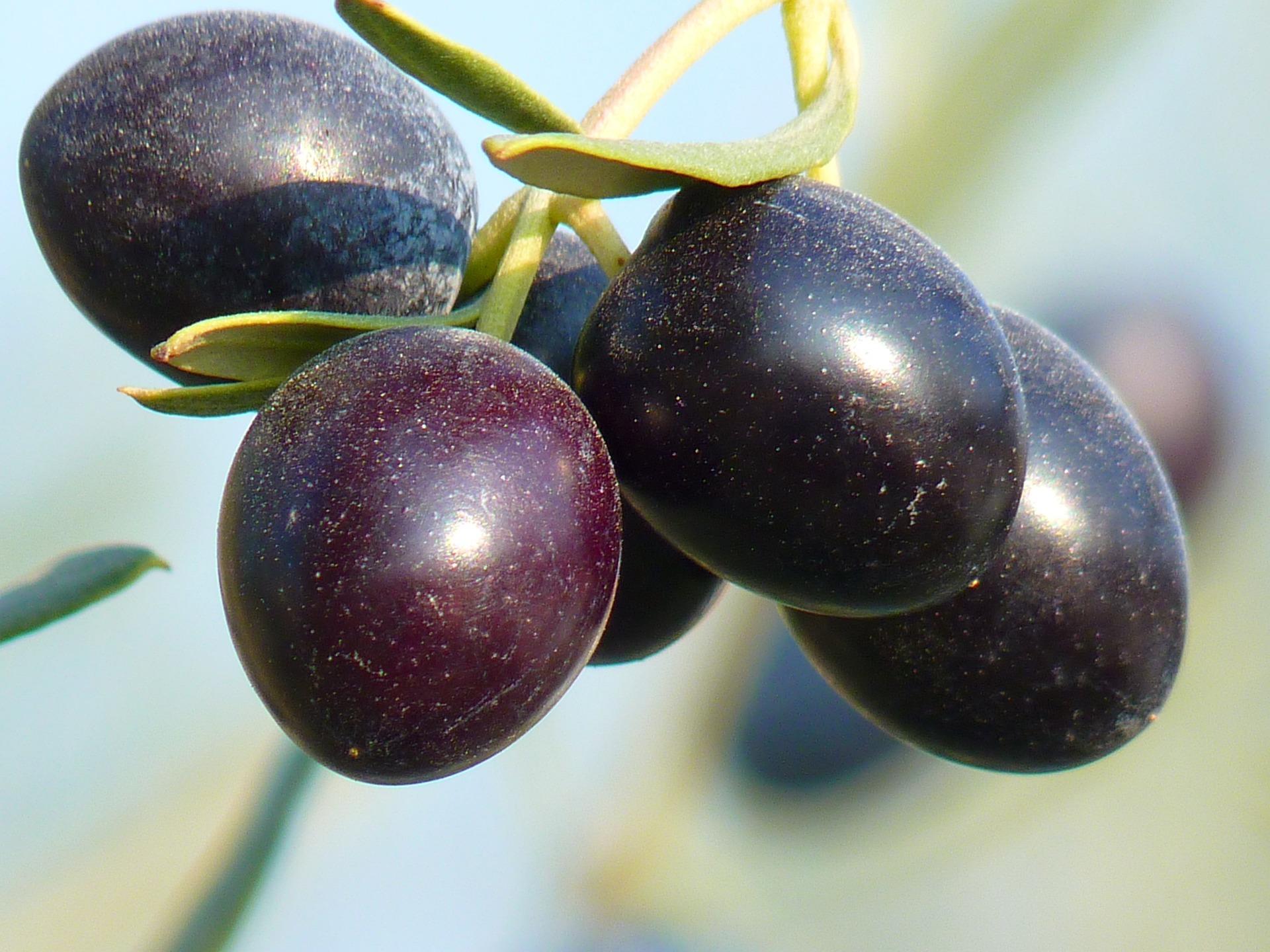 olives 15016_1920