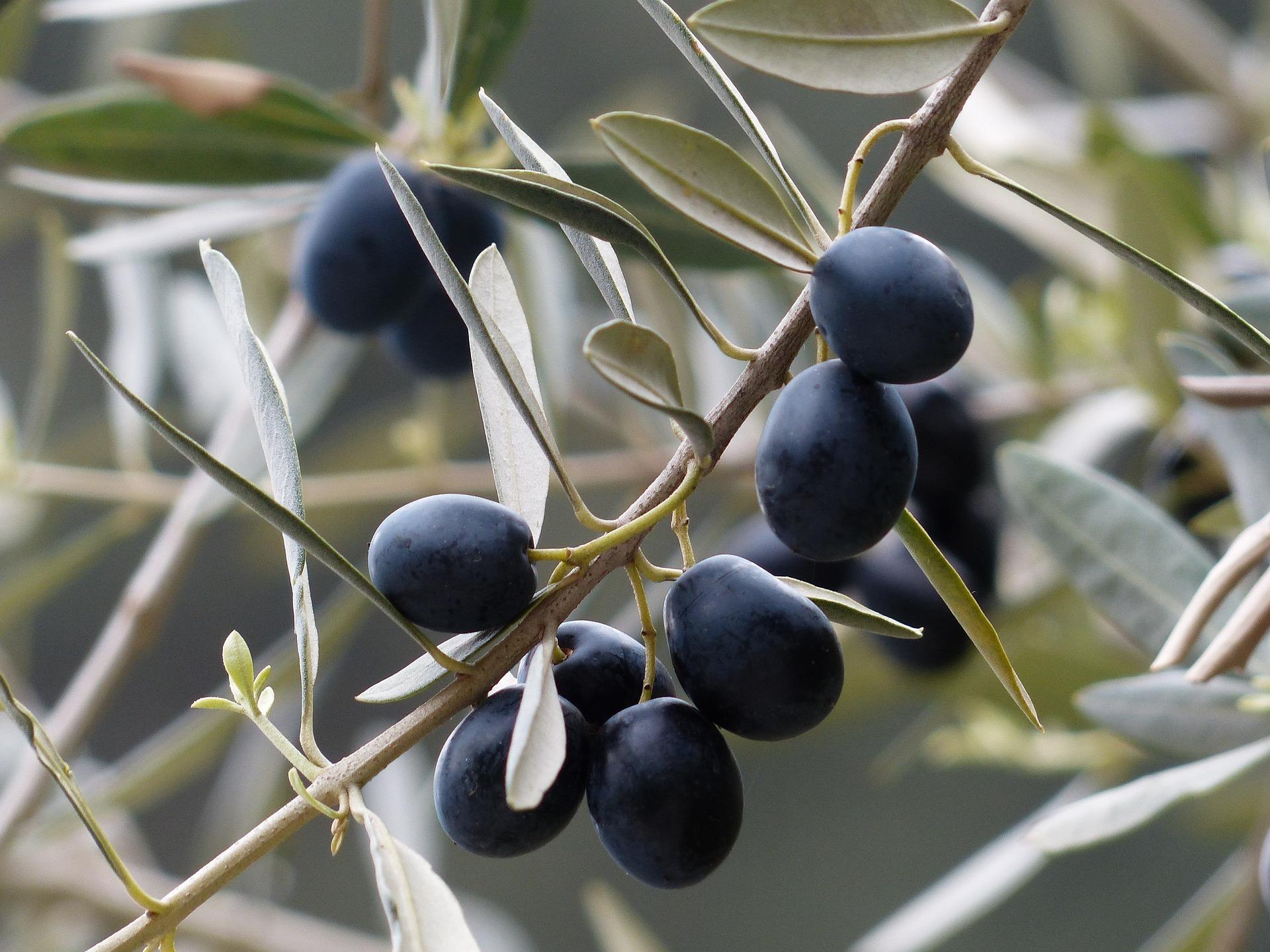 olives 357849_1920