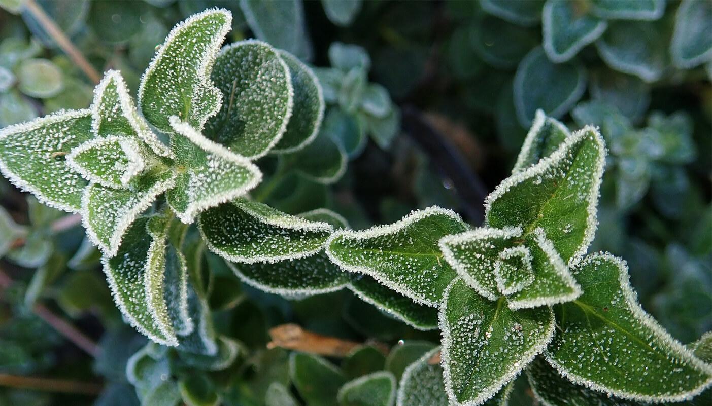 uploads/images/Oregano In Winter