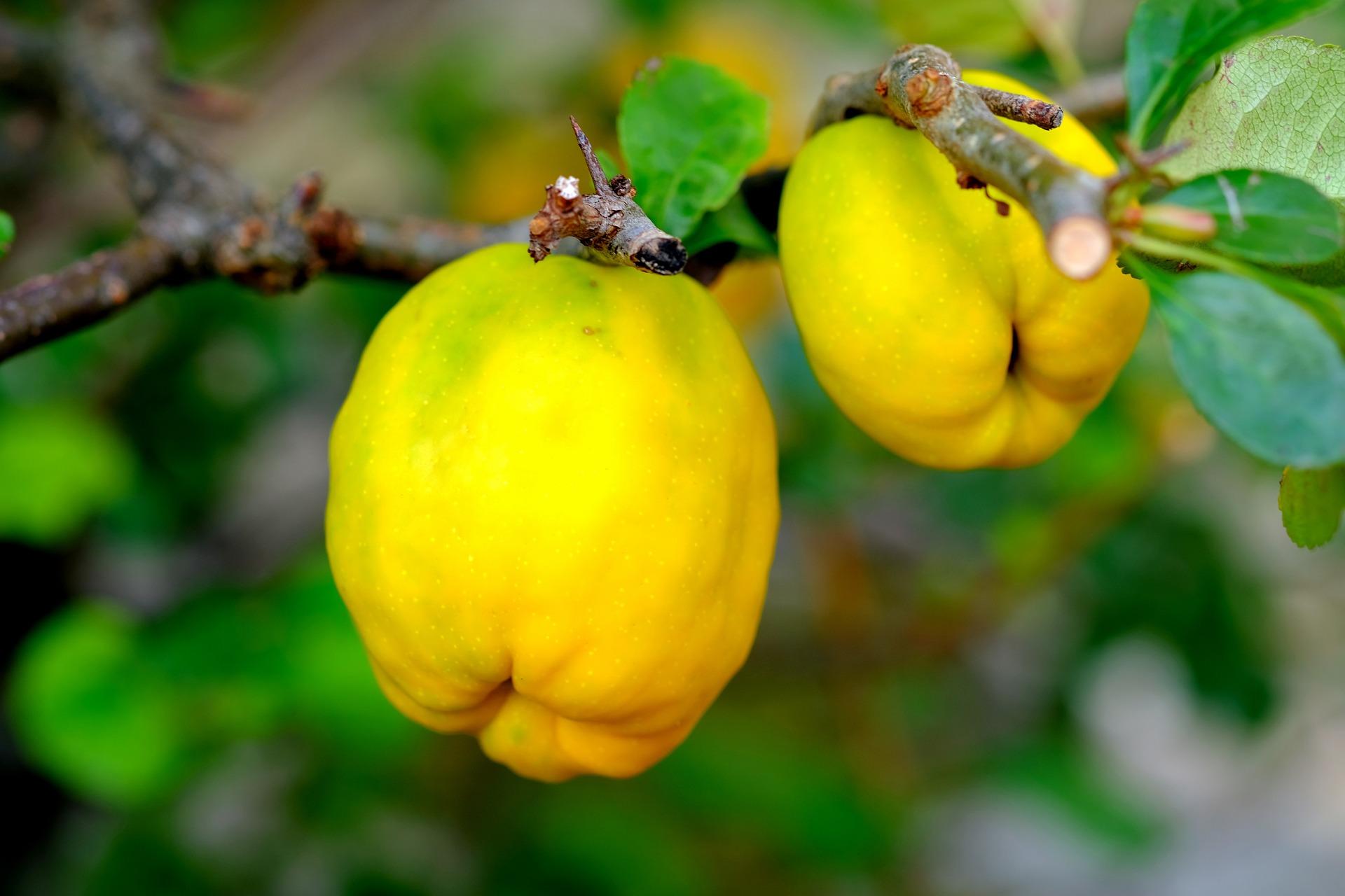uploads/images/Ornamental Quince 2684072_1920