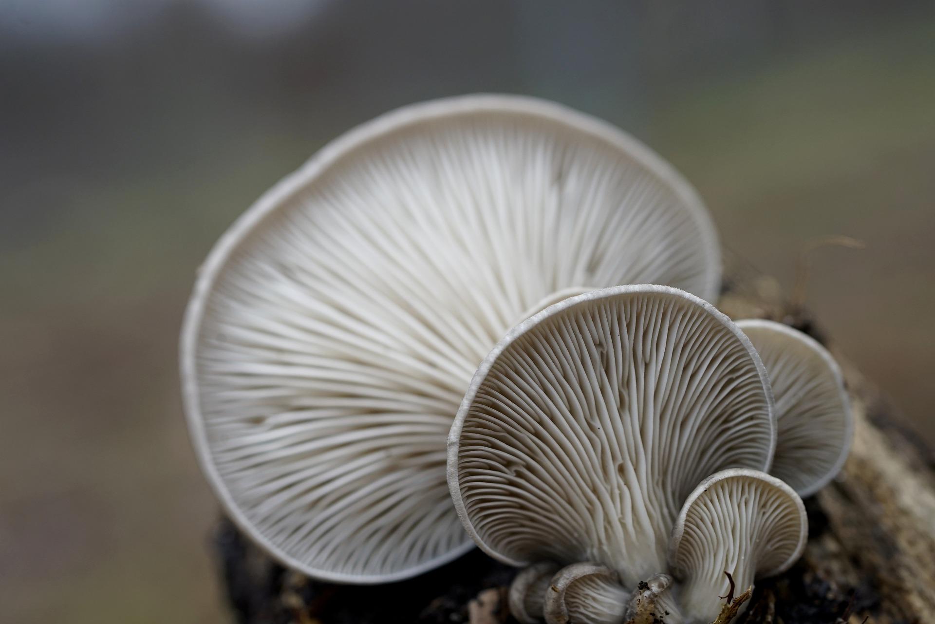 uploads/images/Oyster Mushrooms 7742902_1920