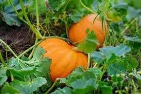 uploads/images/Fun Facts about Pumpkins