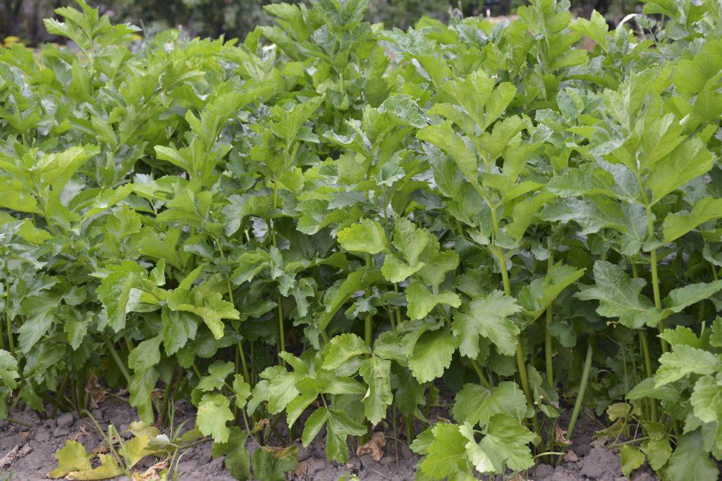 parsnip plant leaves 1024x683