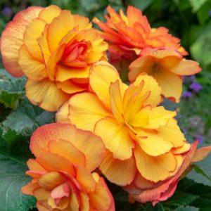 uploads/images/Picotee Begonia Yellow and Red2 300x300