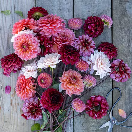 uploads/images/Pl2000048833