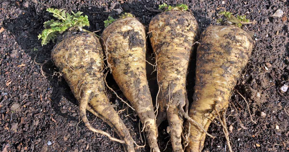 planting parsnips one taste and youll want to grow your own