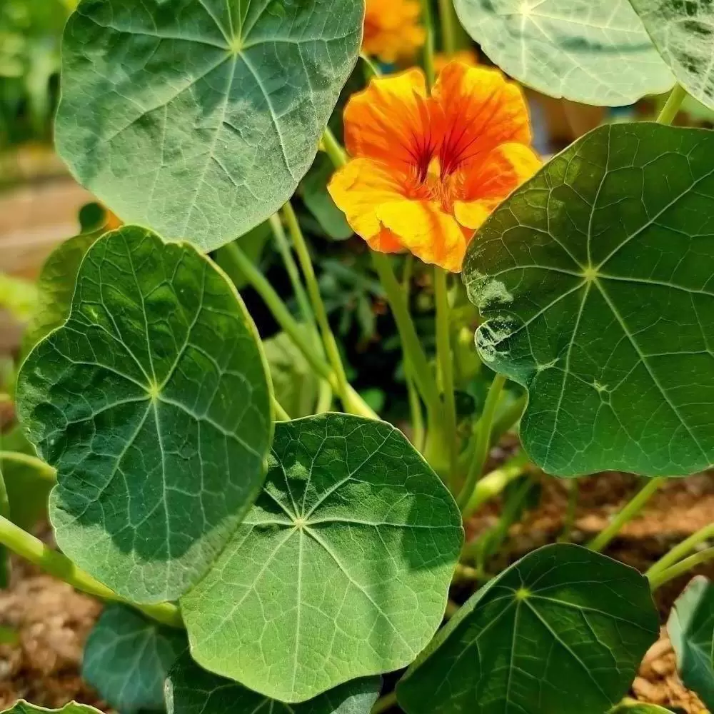 Growing Nasturtium & Companion Planting
