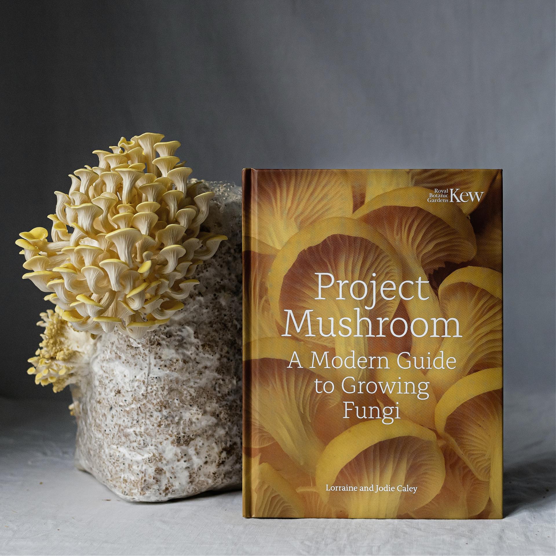 uploads/images/Project Mushroom 7