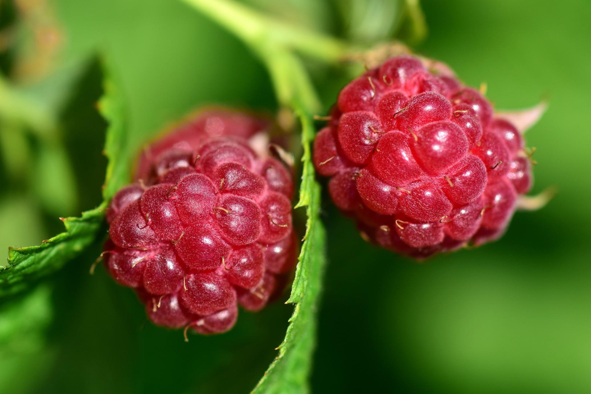 raspberries 2410428_1920