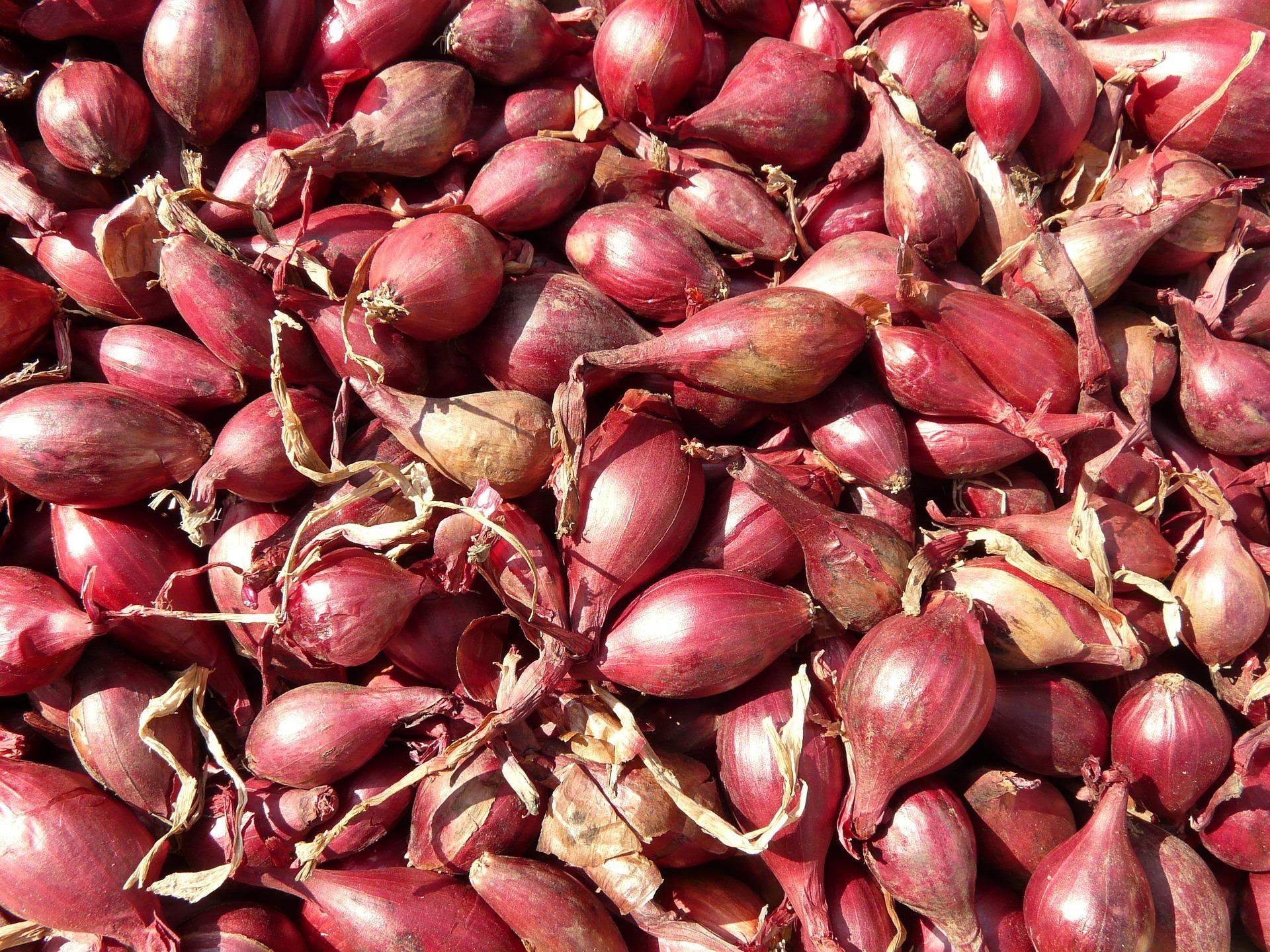 red shallots 5768_1920