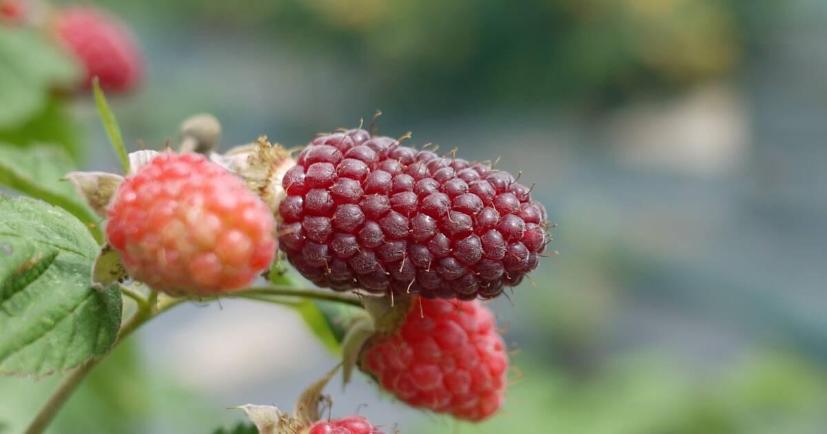uploads/images/Ripe Tayberry