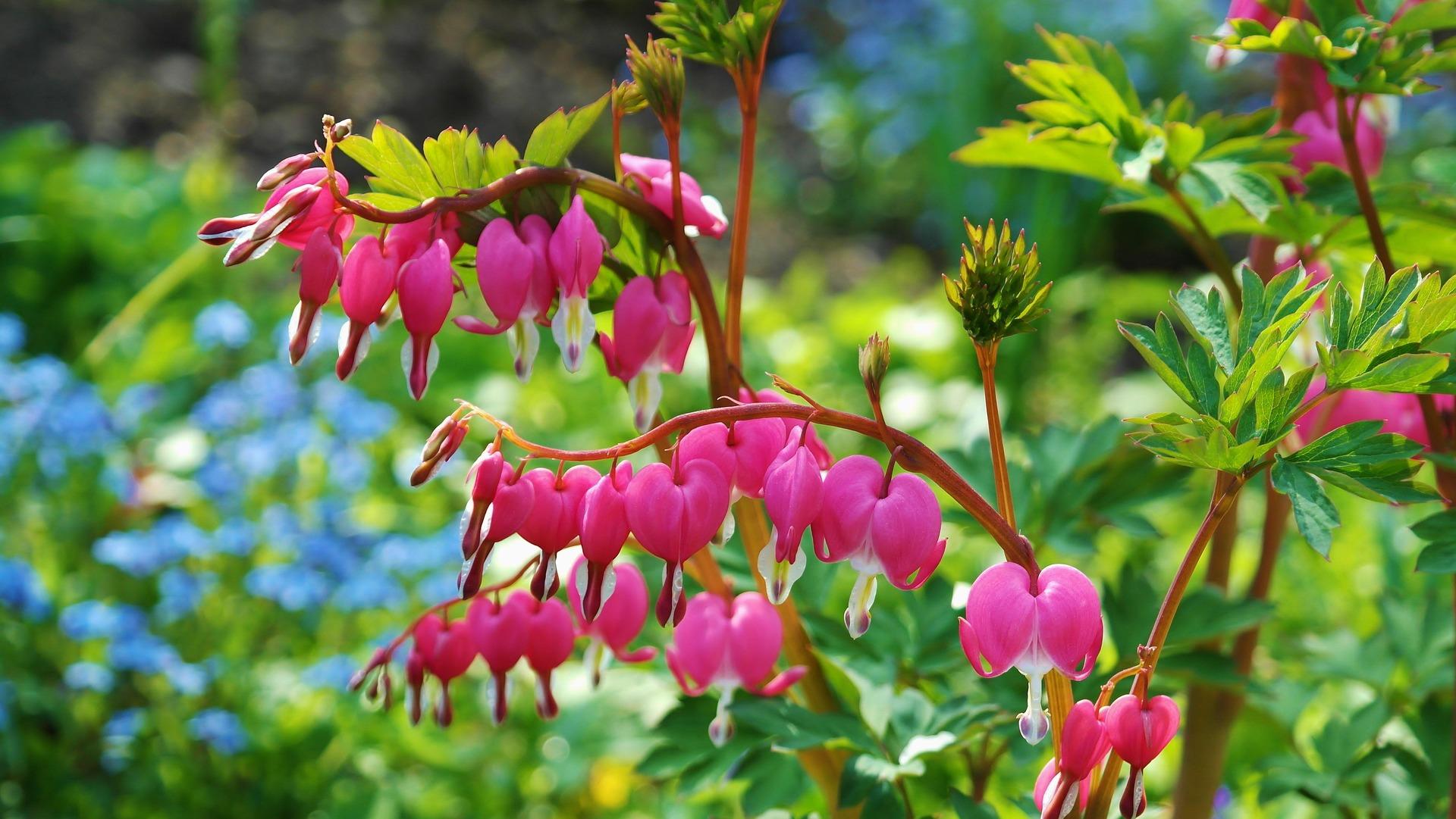 uploads/images/Ritae Asian Bleeding Heart 748549_1920