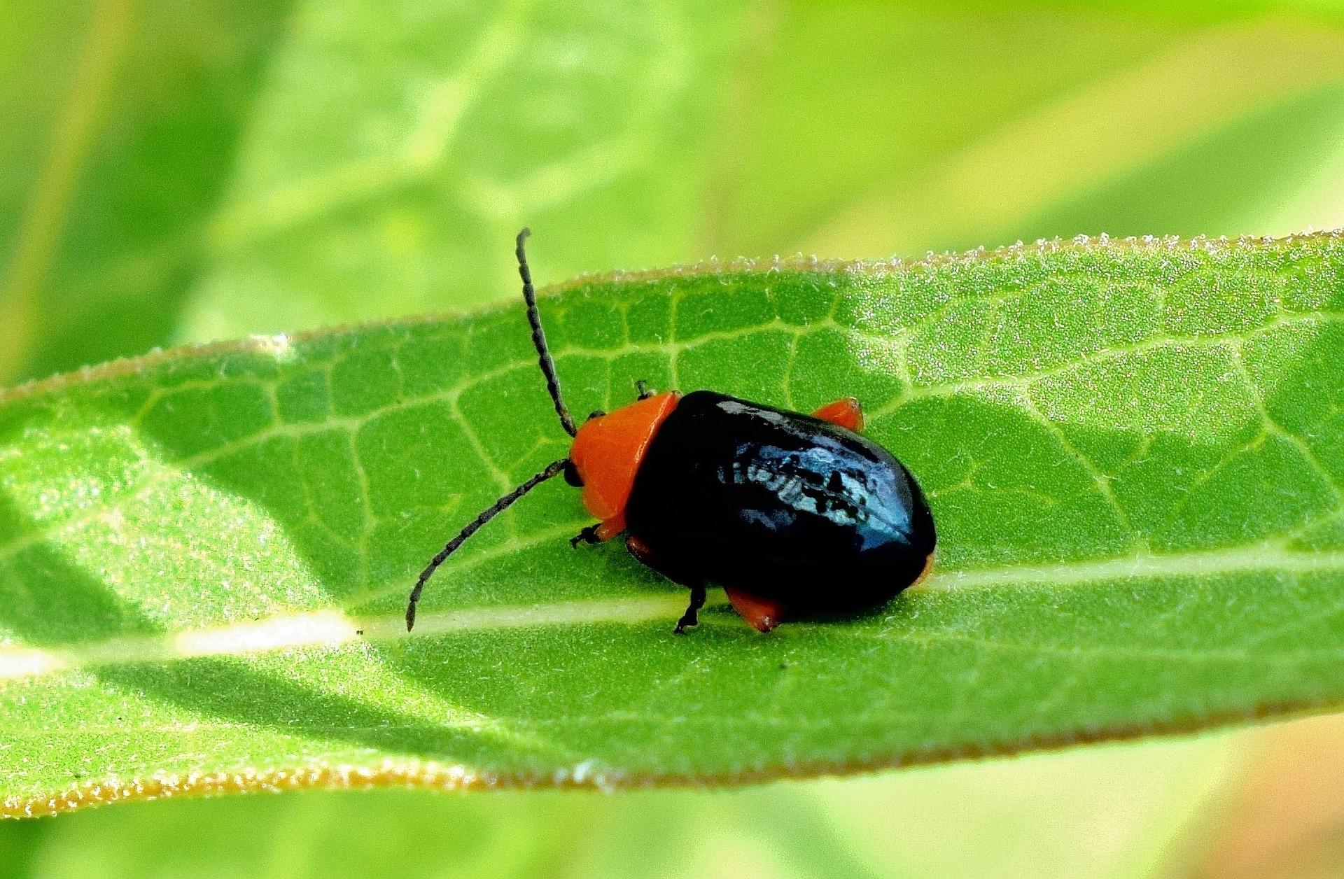 shiny flea beetle 1455592_1920