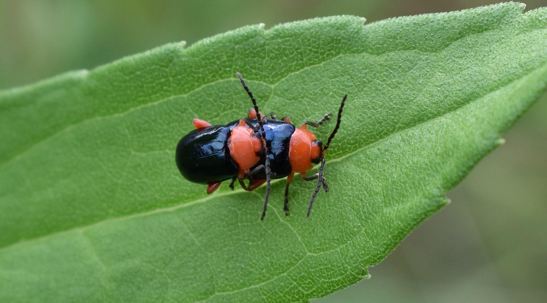 shiny flea beetle 1481955_1920 1
