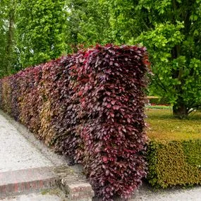uploads/images/Single Row Hedge At 3 Per Metre