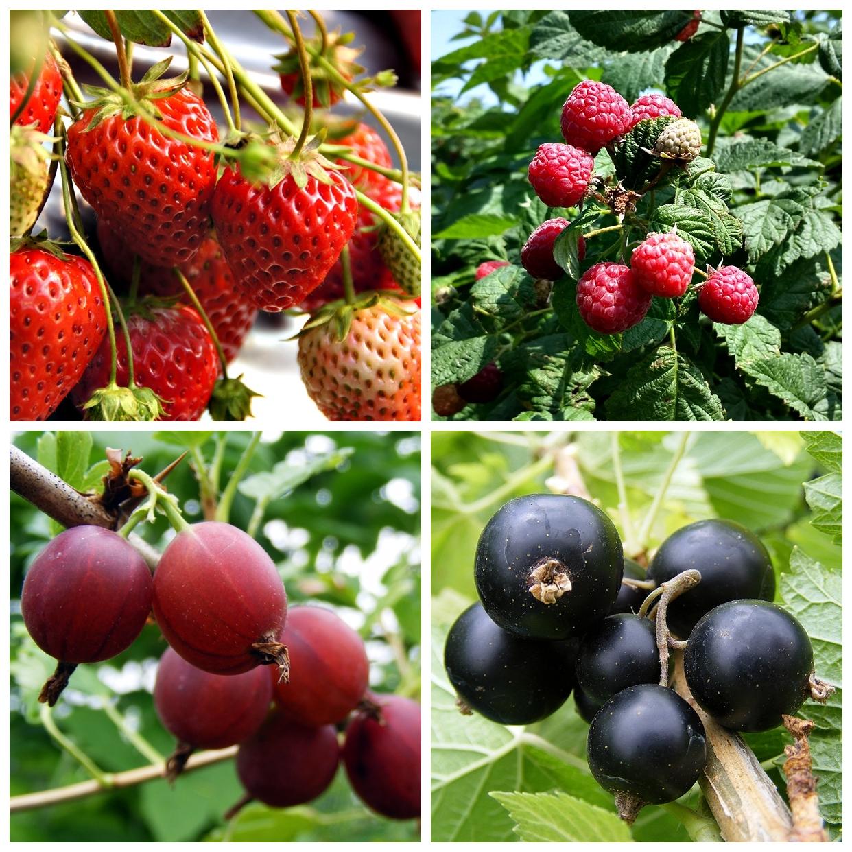 spring fruit collection