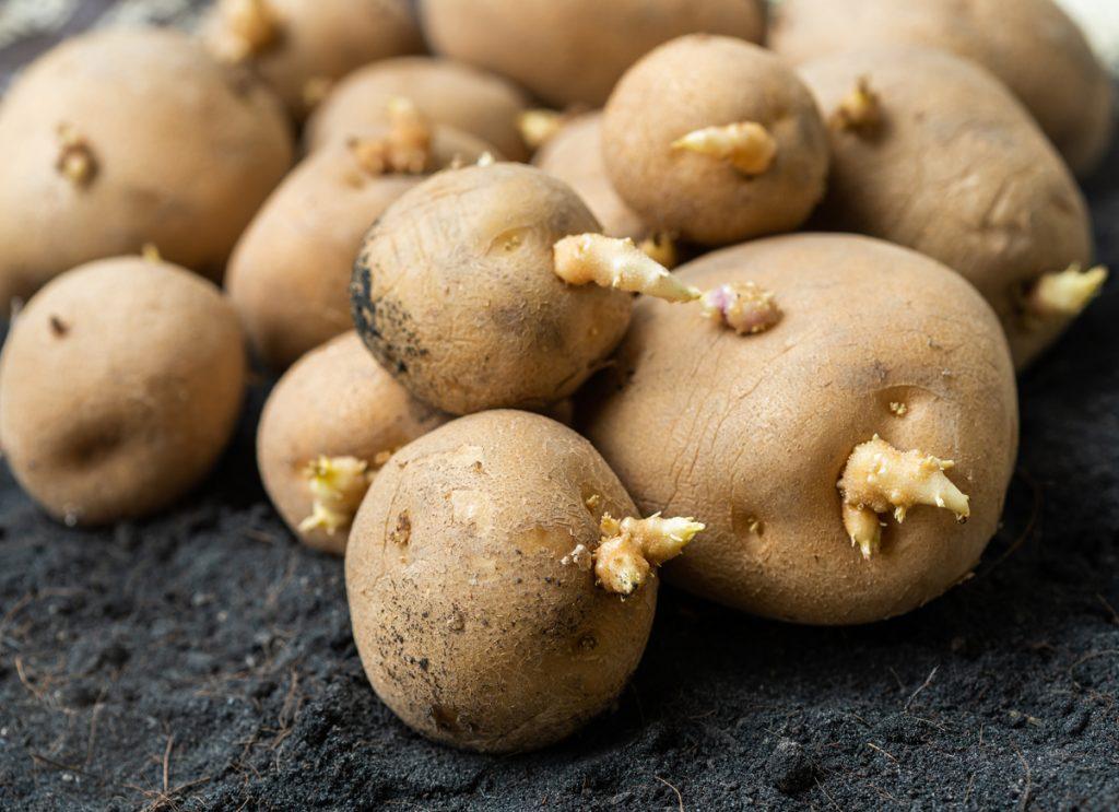 uploads/images/Sprouting Potatoes 1 1024x743