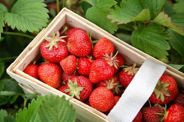 strawberies in a basket 700x467