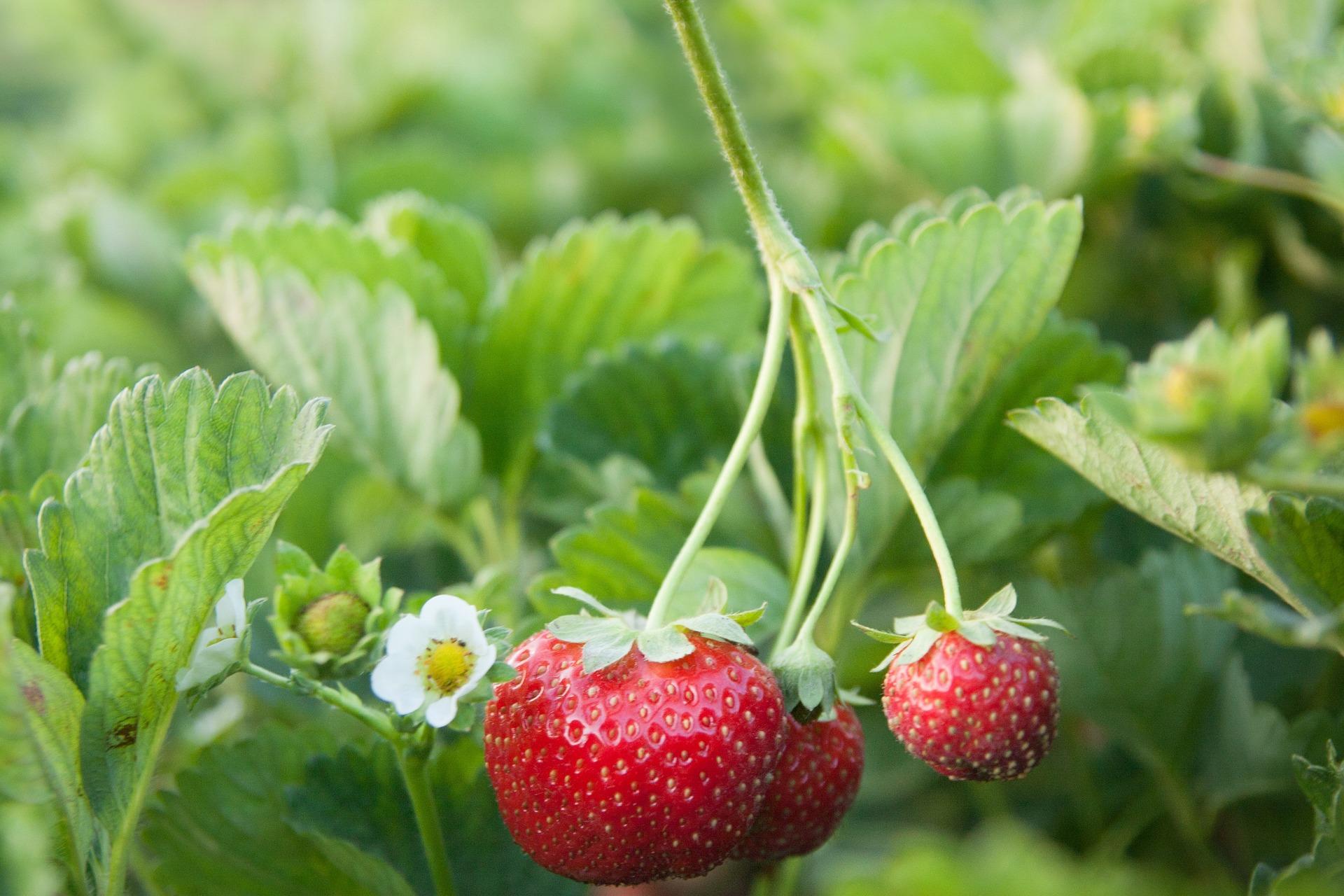 strawberries 5043646_1920