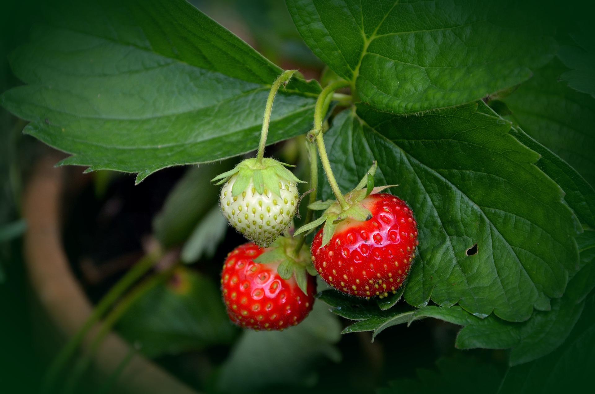 strawberry plant 751178_1920