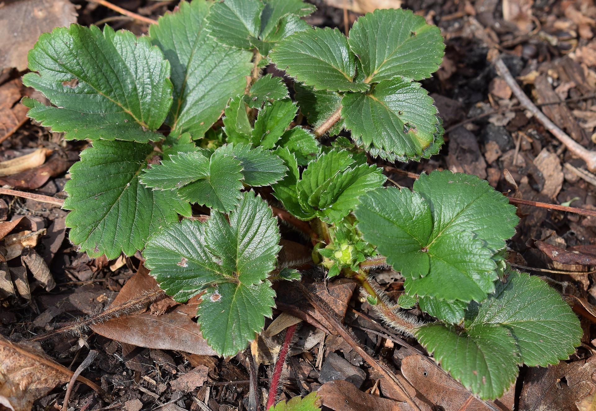 strawberry plant with buds 2122546_1920